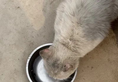 路边捡了一只猫