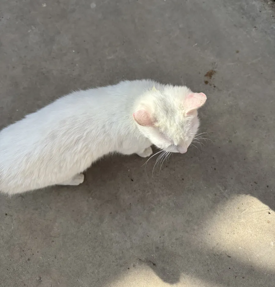 IMG_0672.jpeg
