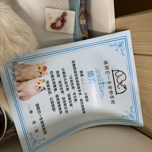 捡猫后续带猫去绝育