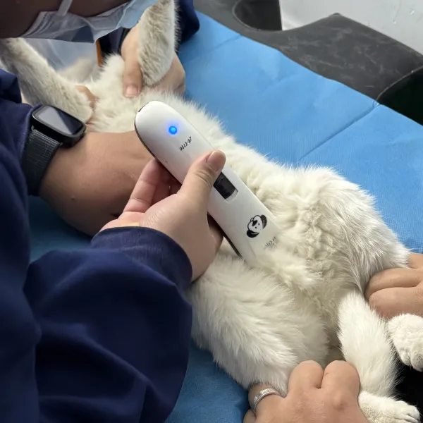 捡猫后续带猫去绝育